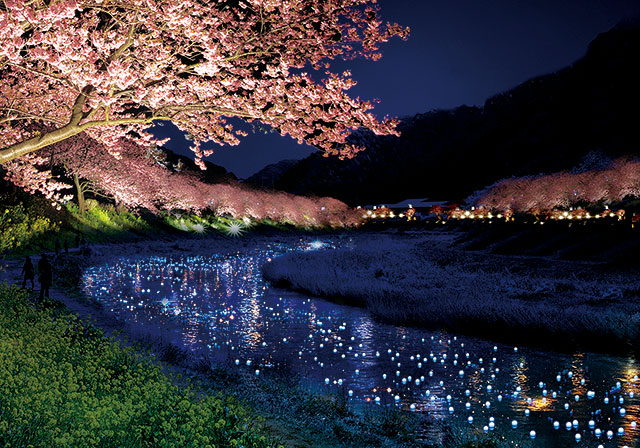 南伊豆のライトアップイベント「夜桜流れ星」