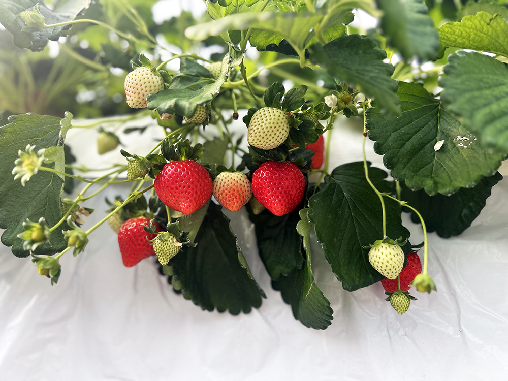 Baby Berry Farm　〜いちご狩り〜