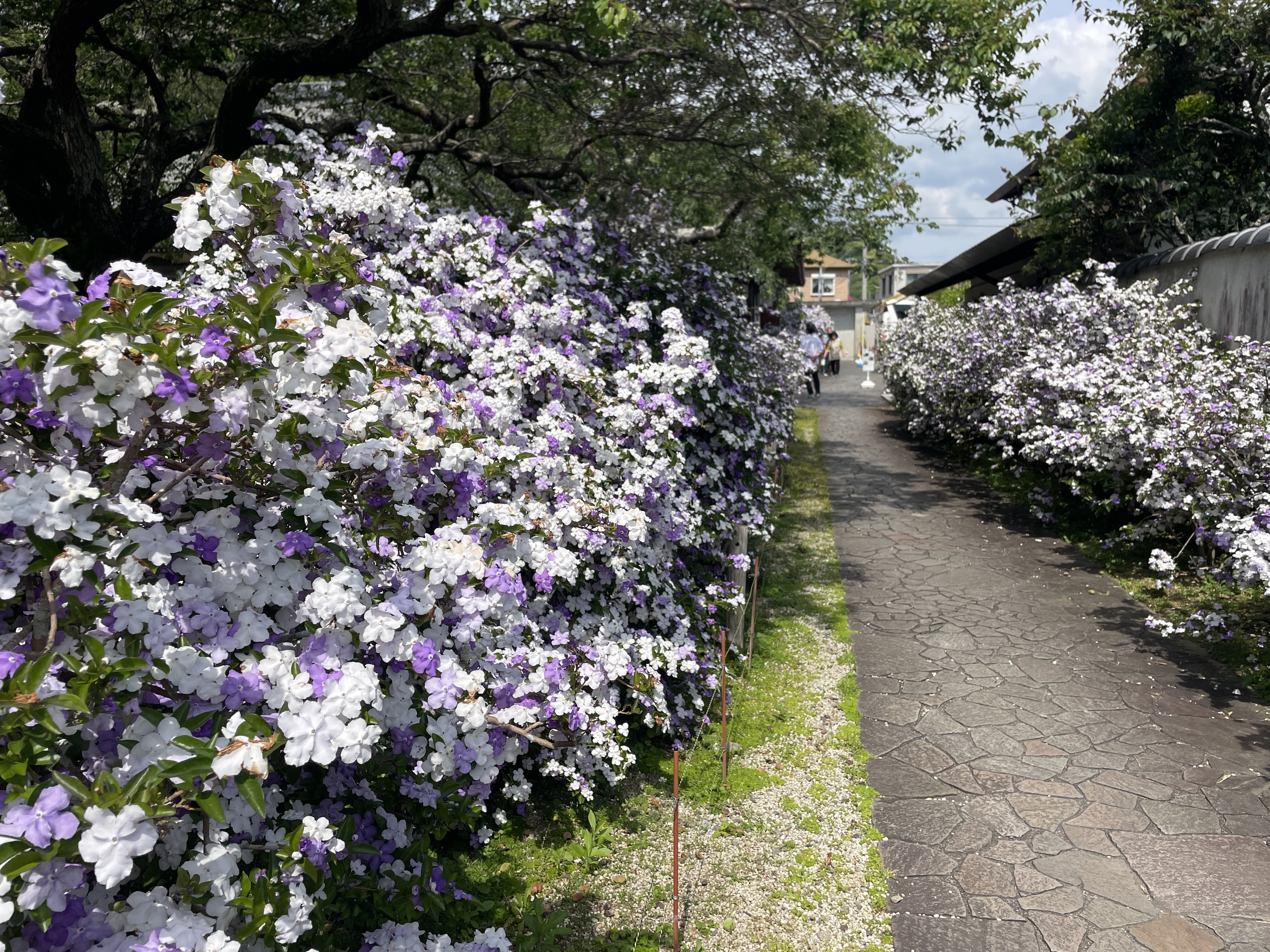 アメリカジャスミンの花