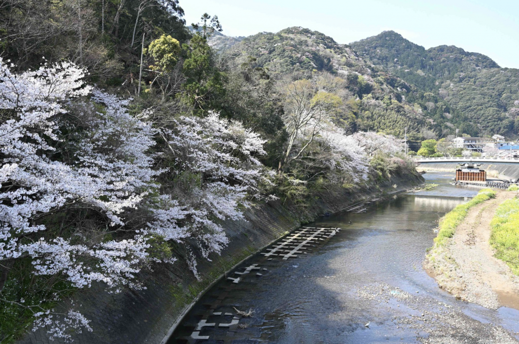 桜の季節、稲生沢川（中の瀬方面を望む）