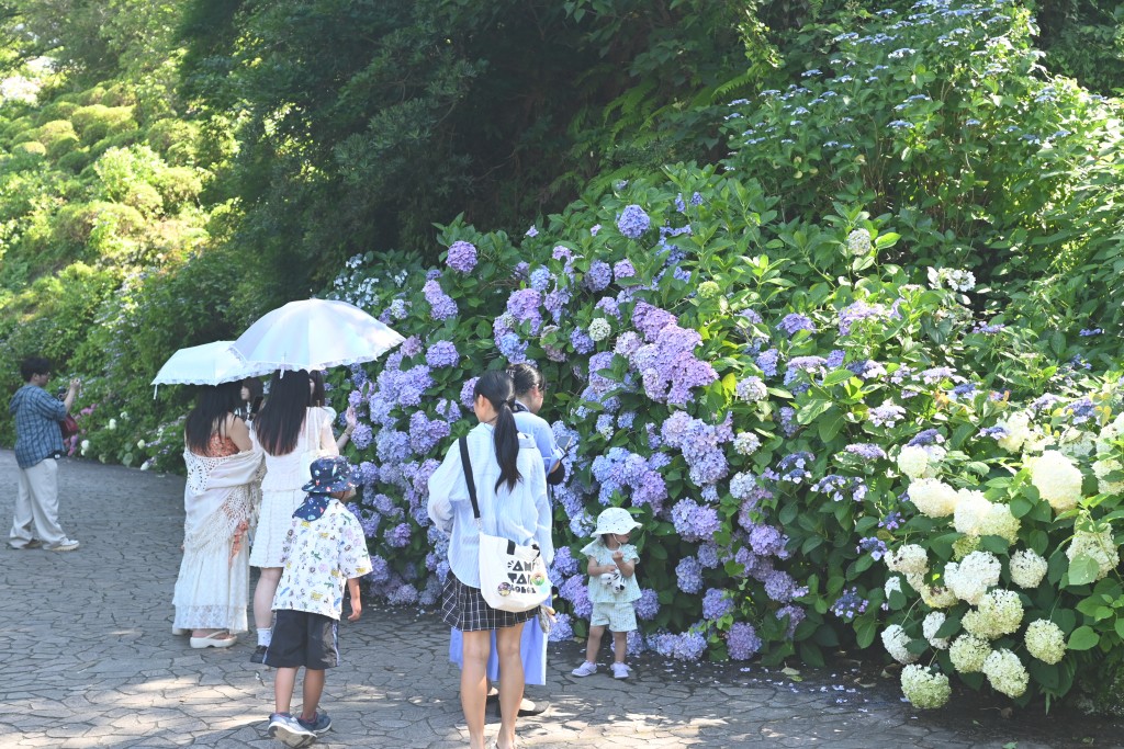 01下田100景アジサイ202607【西川】
